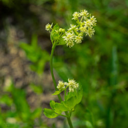 Thalictrum pubescens tall meadow rue